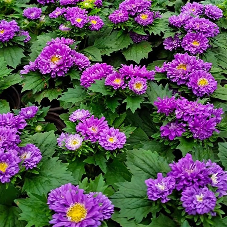 Planting base for potted small seedlings of green chrysanthemum, with various flower colors and seasonal flowers in the head