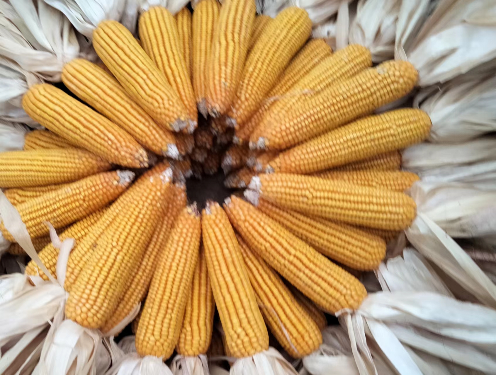 Technical data of Qiangsheng 281 Maize Seed Shuijinyu 2 with cold, drought, heat resistance, high germination rate, and easy planting bag