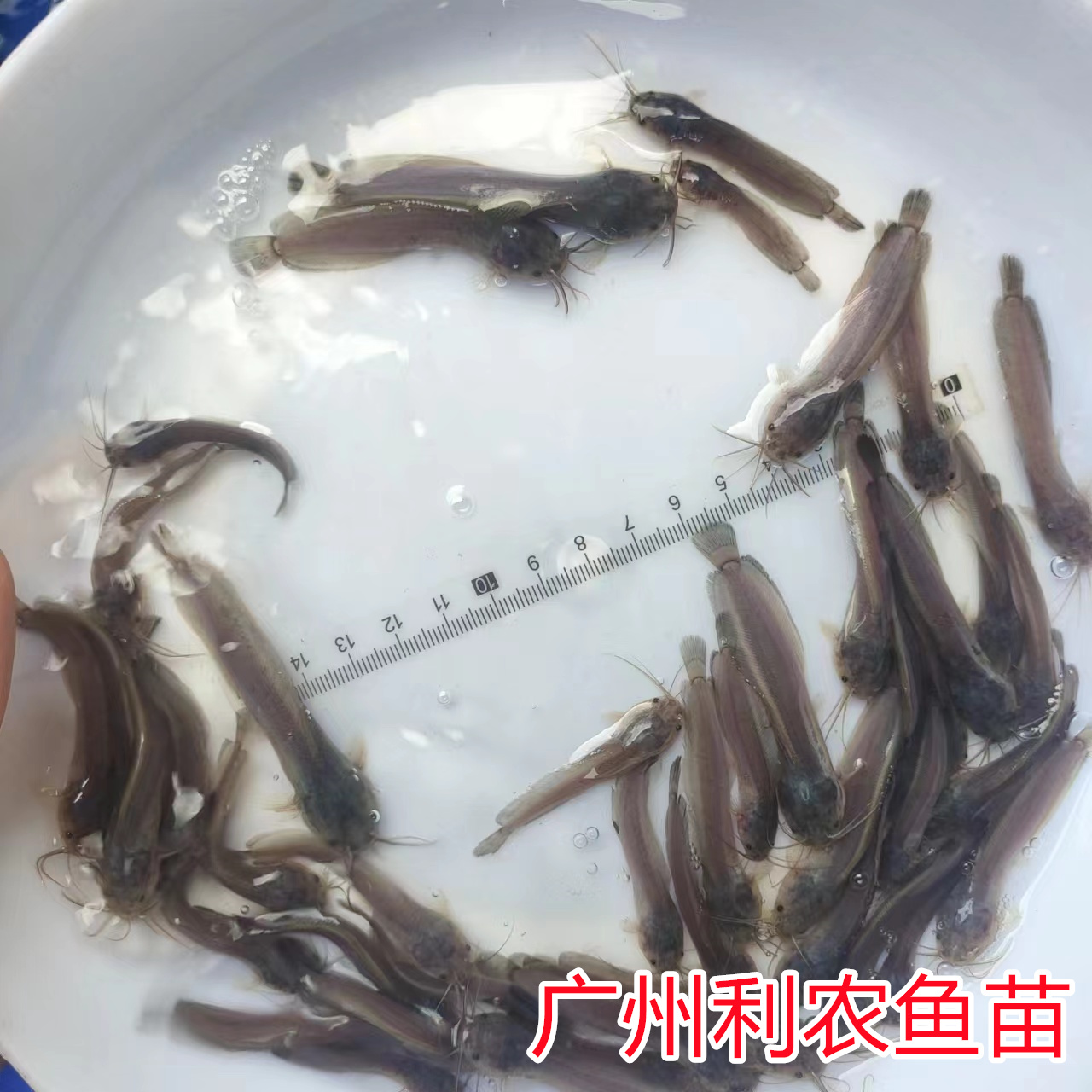 4-6 cm high-quality local pond fish fry, pond lice fish wholesale, soil pond angler fish aquatic fry, live package