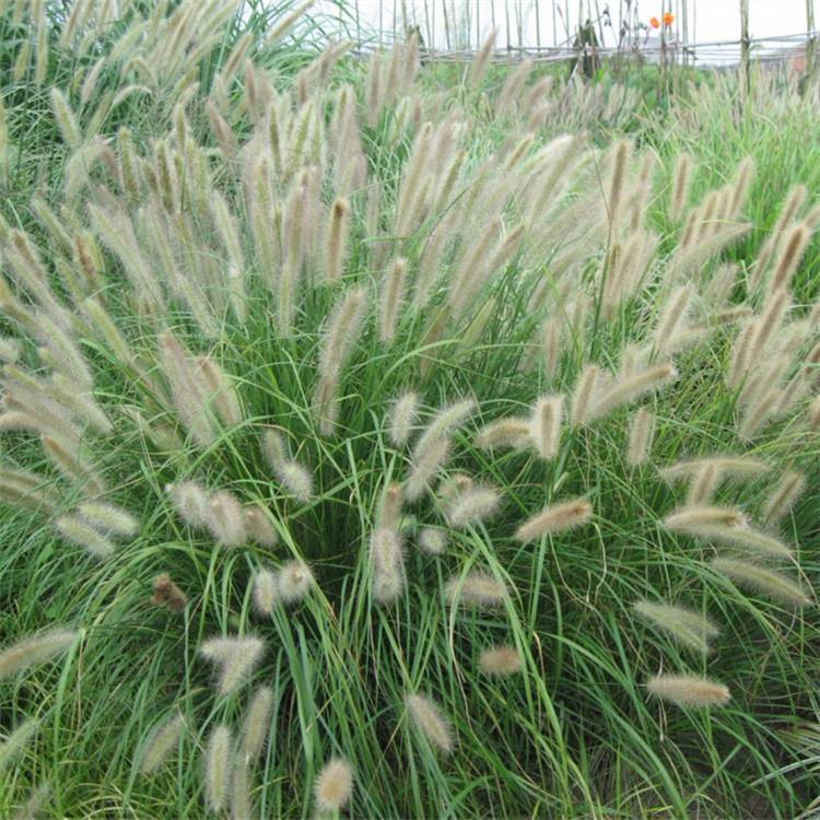 Nursery Direct Supply White Beauty Pennisetum Small Seedlings Potted Flower Sea Seedlings Ornamental Grass Base