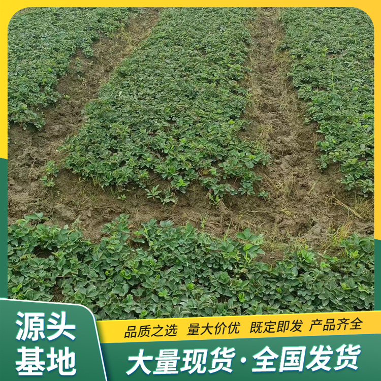 Jingxiang Strawberry Seedlings Picking in Greenhouse, Strong Use, High Survival Rate in Factory, Lufeng Horticulture