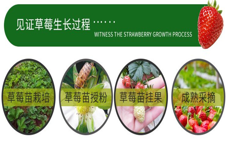 Banana and strawberry seedlings have strong growth potential without pests and diseases, and the technology of thinning flowers and fruits is extremely sweet in taste