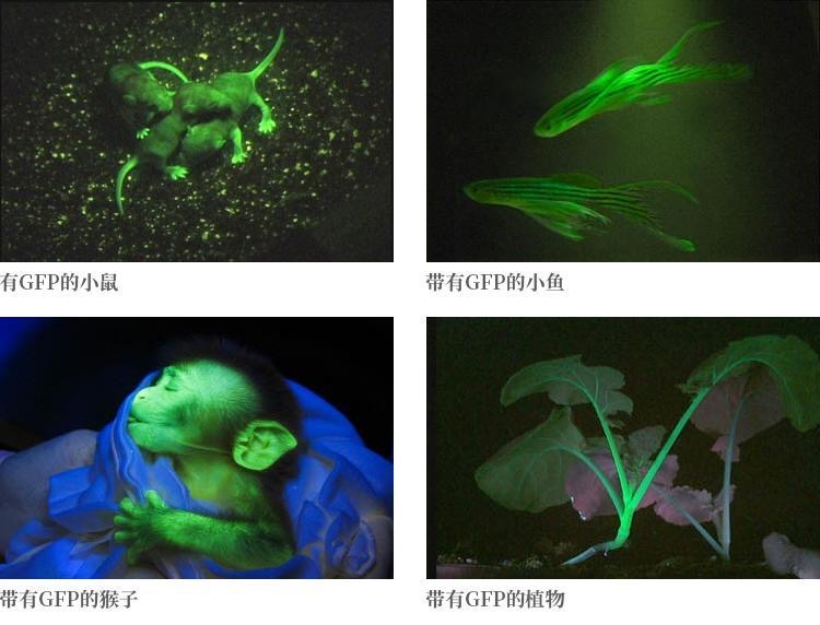 Fluorescent protein excitation light source LUYOR-3415 GFP excitation RFP excitation