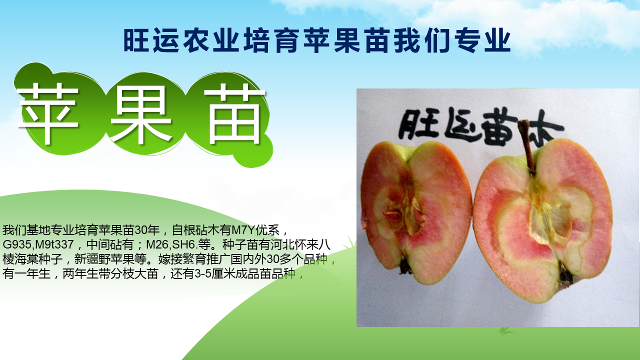 Domestic late maturing apple seedlings with large national light and small national light, suitable for sour and sweet storage, and delicious taste