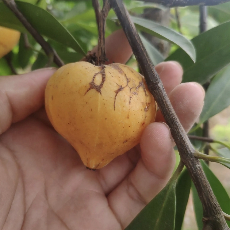 重慶山竹果樹苗種植園 批發沙竹山竹樹苗