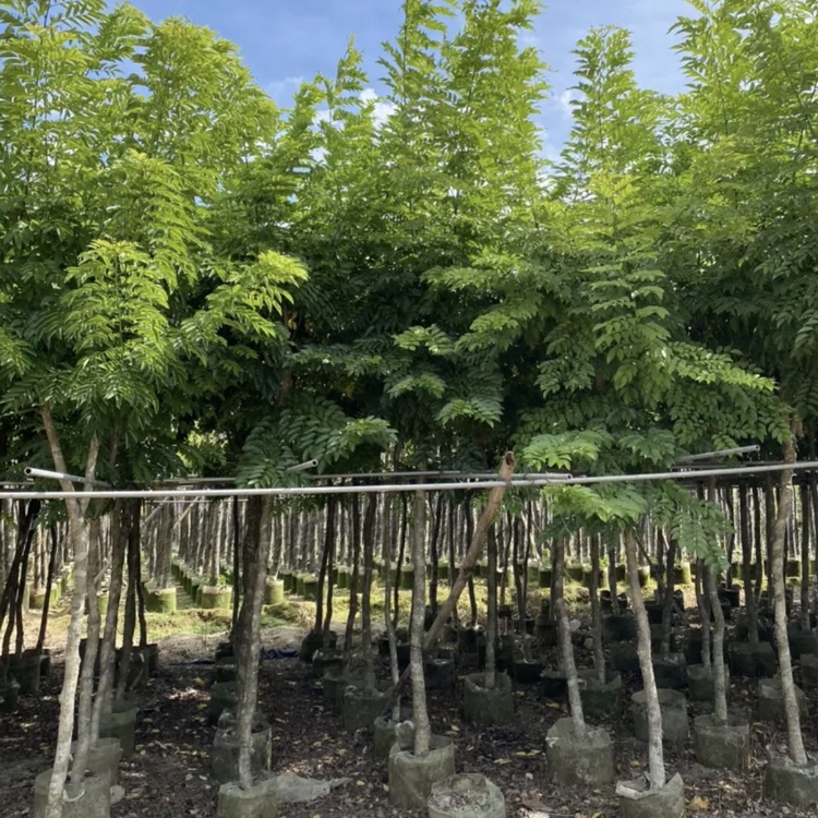 Hainan rosewood seedlings Growing region wholesale rosewood seedlings wholesale base