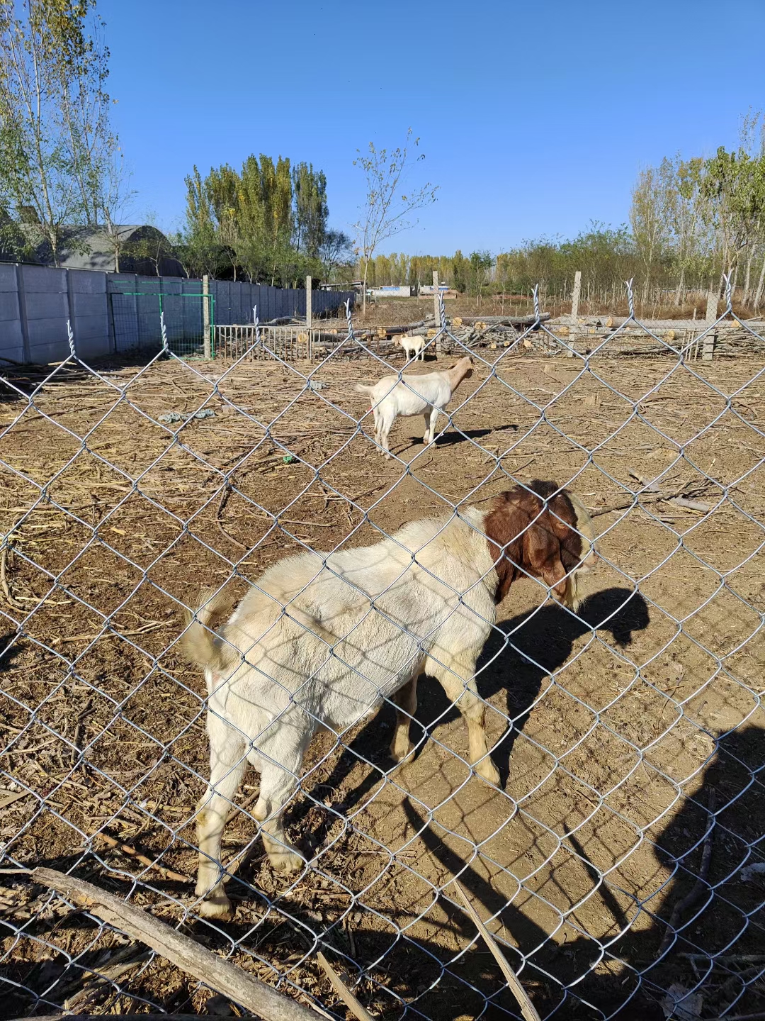 Grassland fence, steel wire fence, woven net fence, pastoral protection net