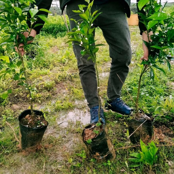 More than ten years of experience in seedling cultivation under the full process technical guidance of direct supply of Sanming seedless fertile citrus seedlings by farmers