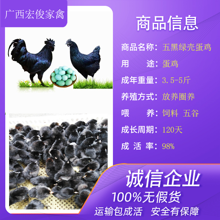 云南保山青脚土鸡最近的鸡苗厂家在哪里养鸡小妙招