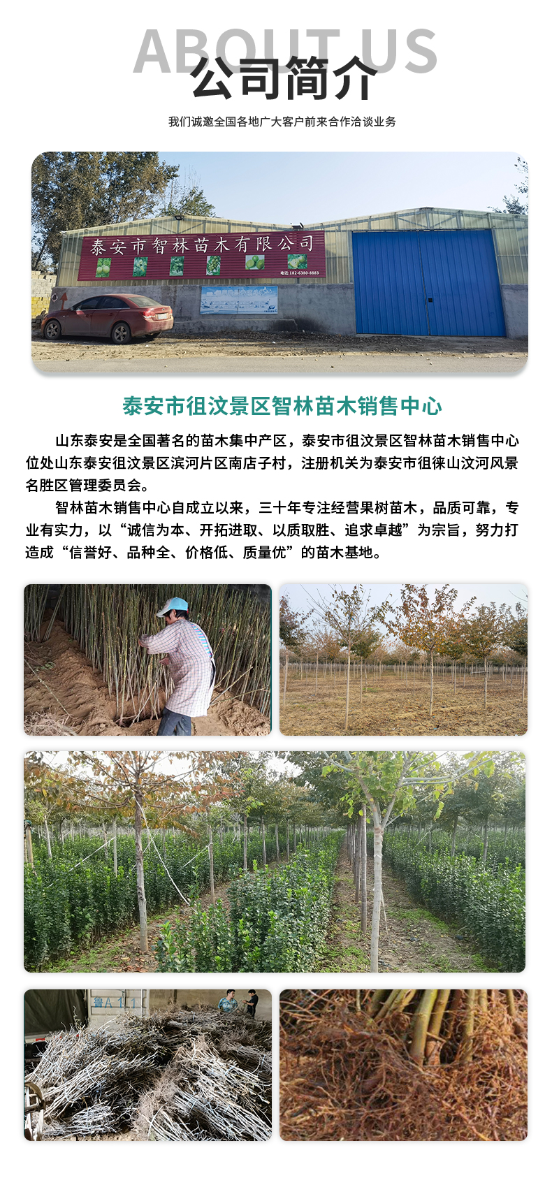 Fresh Chinese toon seedlings need to be rooted and sturdy. Intelligent forest seedlings planting base has a high survival rate and fast shipping speed