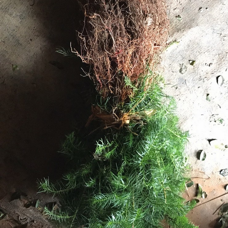 On the same day of seedling emergence, the fast-growing Chinese fir seedlings have developed root systems and survived for many years, with complete specifications and high quality