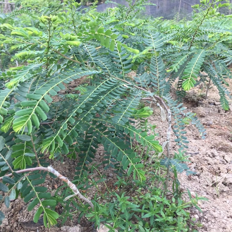 Wholesale of over 100 acres of sweet fruit seedlings in the main production area of Hunan Province