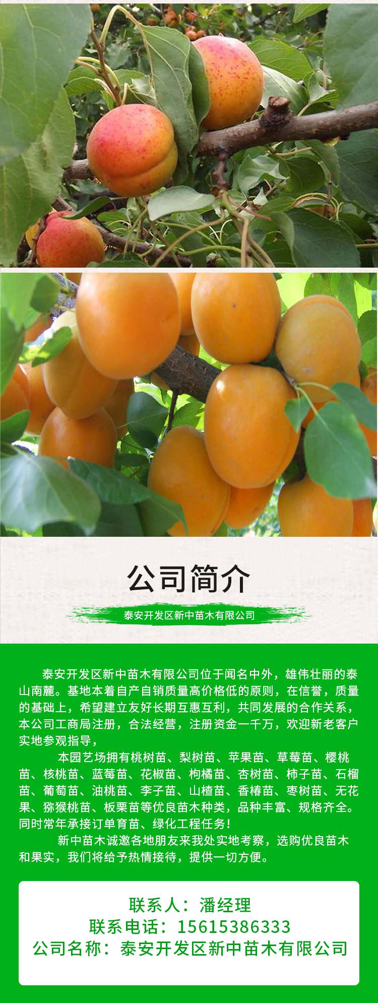 Management Methods for Apricot Seedlings in Greenhouses New Century Apricot Seedlings for Flood and Frost Resistance