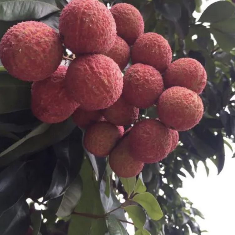 Zhejiang litchi fruit seedlings Growing region wholesale March red litchi seedlings March red litchi seedlings