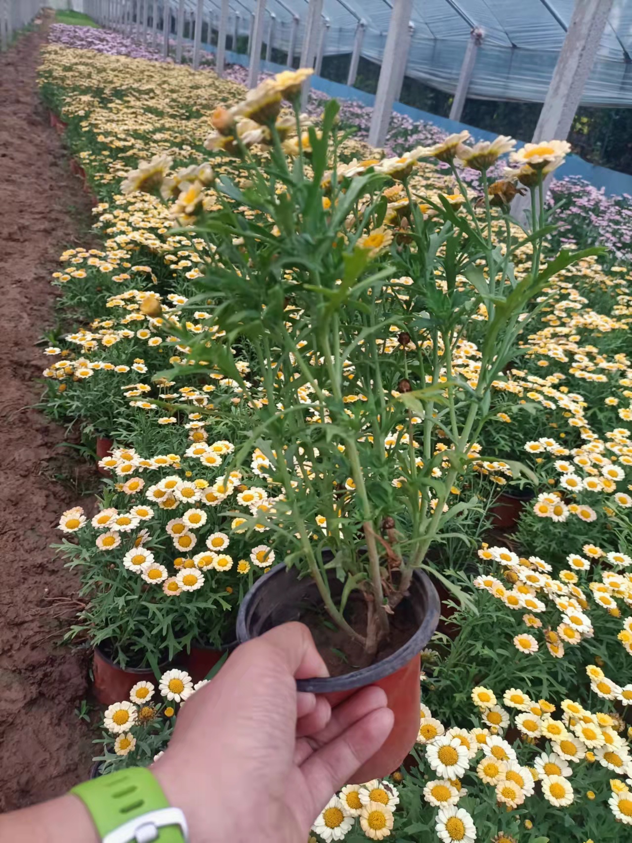 Wooden Chrysanthemum, Margaret Flower Seedlings, Potted Candy, Daisy, Daisy, Ji Xiaoju, Balcony, Garden, Potted Plants