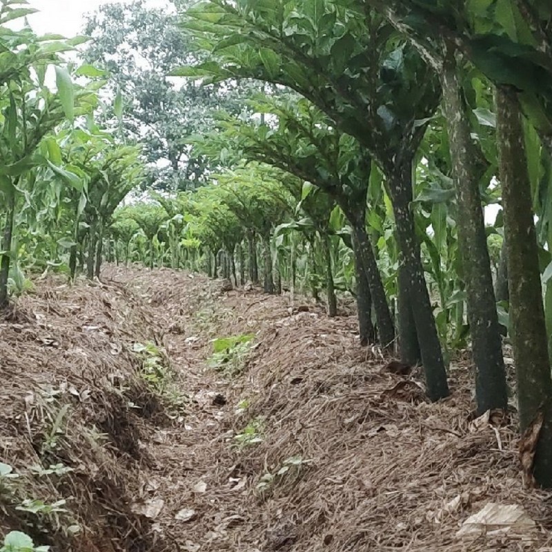 Planting self-produced and self sold bentgrass seedlings yields good returns, and can be planted in barren mountains and farmland