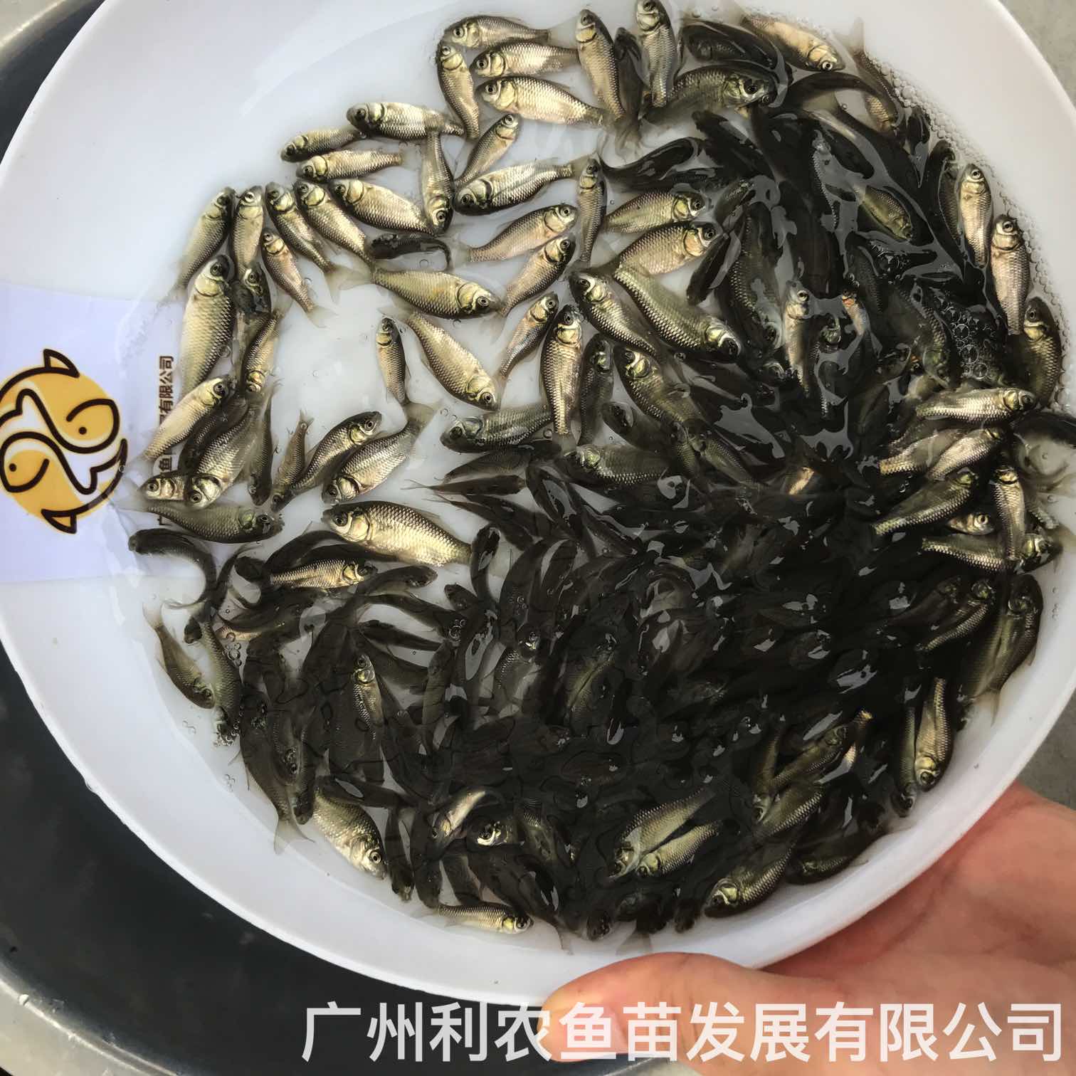 Wholesale of Zhongke No.5 and No.3 crucian carp fry can grow one kilogram in half a year, and can be shipped nationwide with cold resistance and fast growth