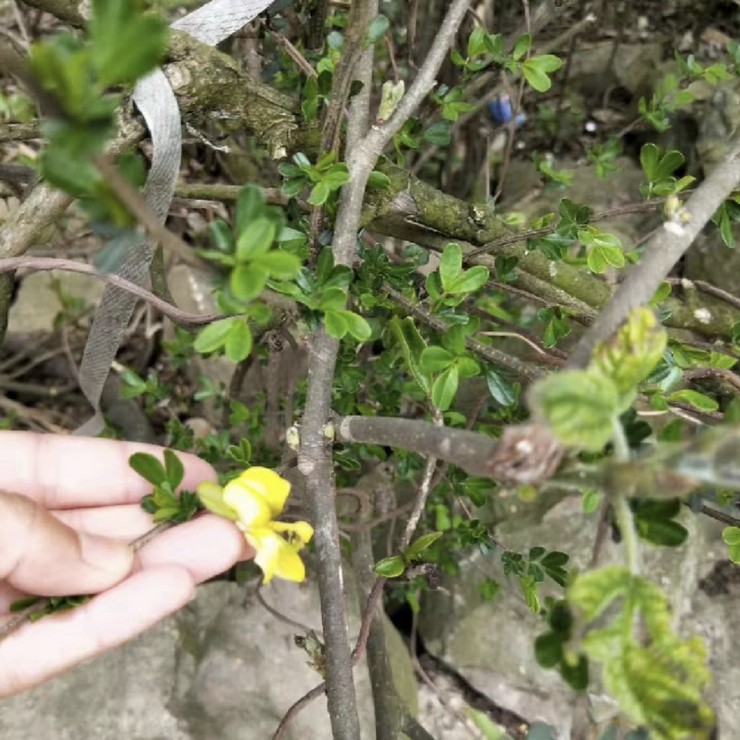 Direct Supply of Yellow Clove Seedlings by Farmers, Production Area, Quality Assurance, and Planting Technology Sharing