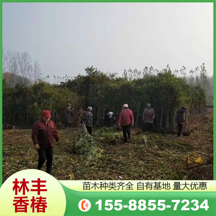 林丰 红油香椿批发 2公分 抗病虫能力强 露地种植 基地现挖