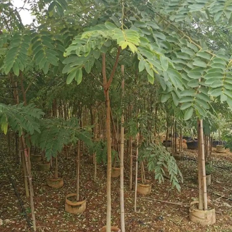 花旗木 泰国樱花景区园林公园造景绿化行道庭院别墅区点缀工程苗木