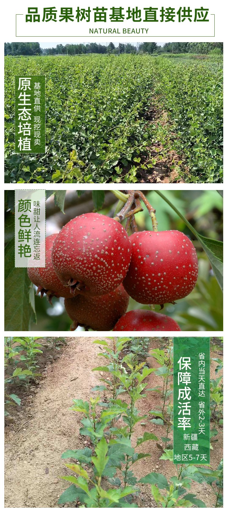 Hawthorn seedlings, big golden stars, sweet red fruits, self flowering, fruiting, prosperous transportation, agricultural courtyard planting, and harvesting in the same year