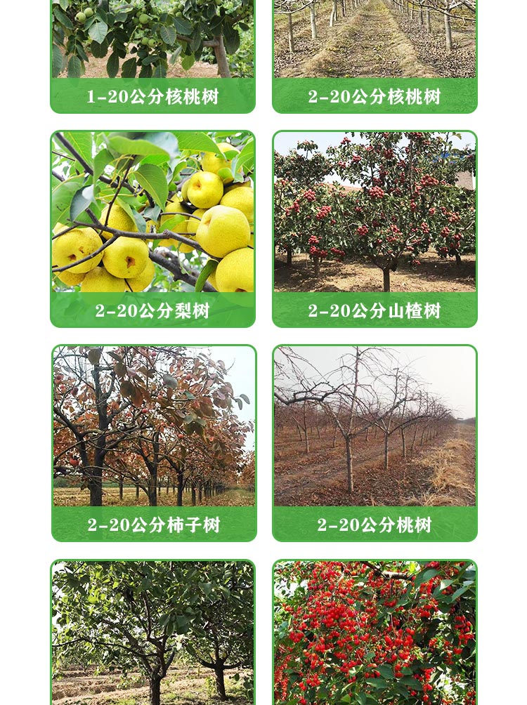 Dahongpao Zanthoxylum bungeanum seedling source base, available in sizes of 0.8-1.5cm, with well-developed root systems