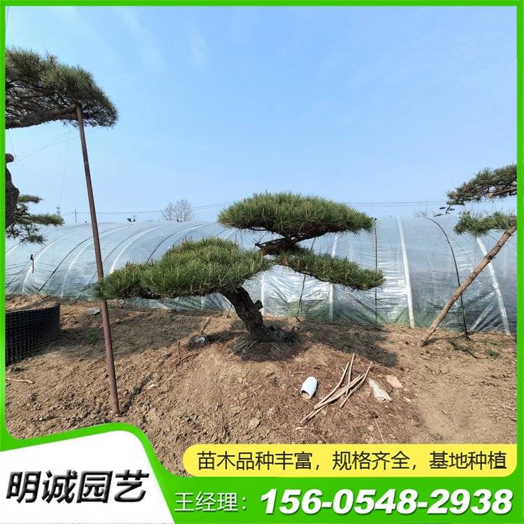别墅庭院绿化黑松树 3米 4米5米小区用油松树冠飘逸优美造型景观松