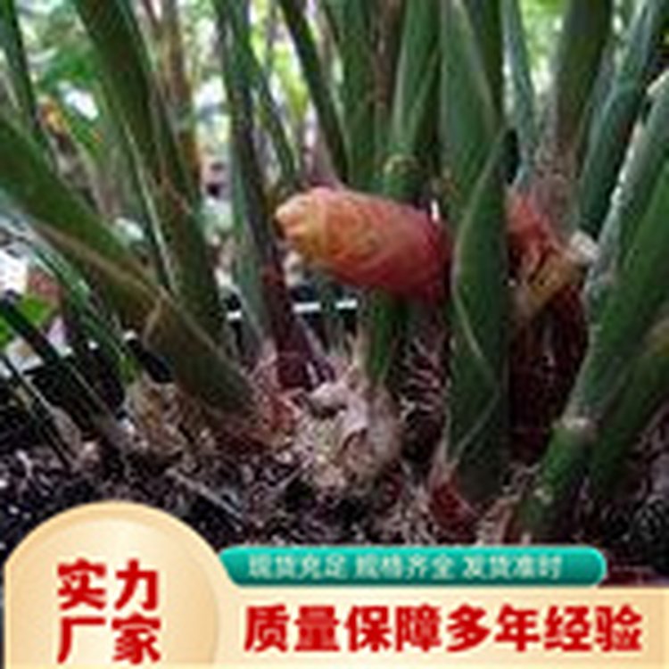 天然植物提取 天然珊瑚姜油 淡黄色透红液体 现 货直采 苗药生物