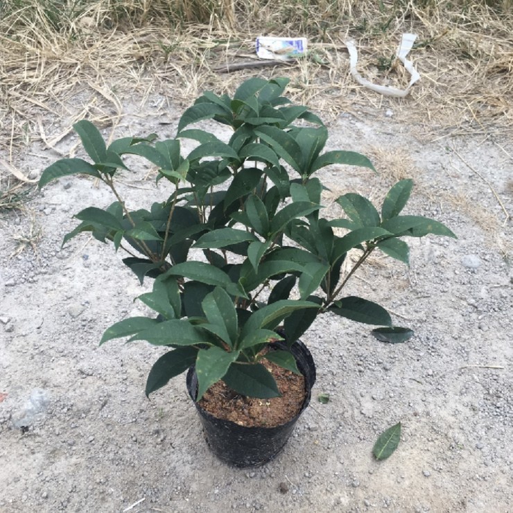 Place of origin, first-hand source of goods, four seasons osmanthus bed seedlings, door-to-door delivery, package shipping, welcome to call, negotiate, and share experience