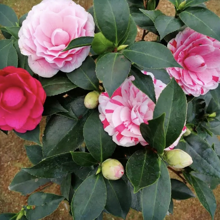 Wholesale of fragrant camellia seedlings and fragrant camellia in a hundred mu planting base