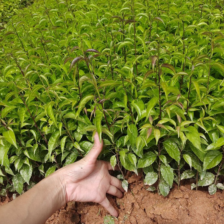 Wholesale of Plum Blossom Seedlings and Trident Bitter Seedlings in Guangdong Hundred mu Trident Bitter Seedlings Growing region