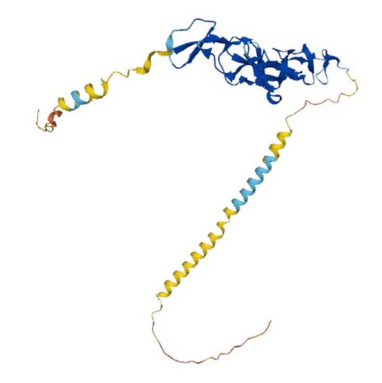 程序性死亡分子/Programmed cell death protein 1蛋白 免疫检查