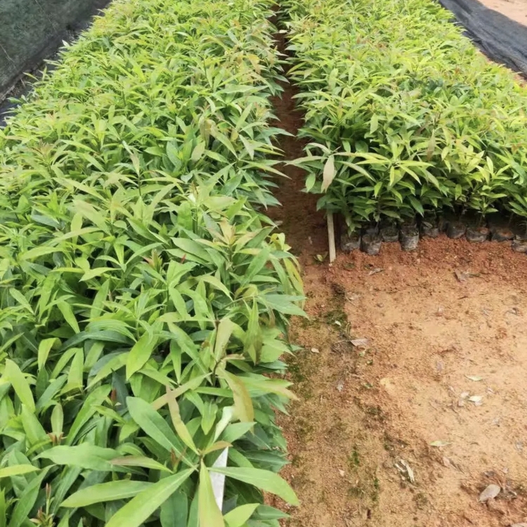 Fujian Schima superba Seedling Planting Main Production Area Wholesale Schima superba Seedlings Where can I sell Schima superba seedlings