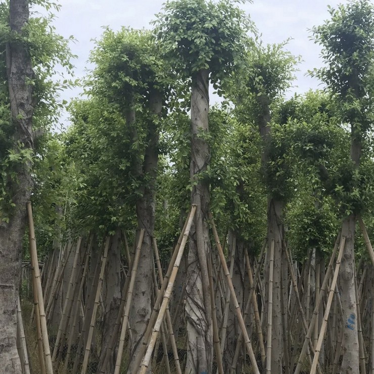 The base provides year-round supply of small leaved banyan mines with green seedlings, and the professional cooperative has excellent quality and price