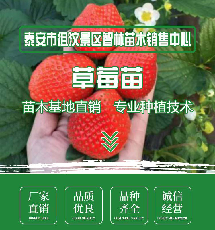 Milk Strawberry Seedlings, Large Fruit Shape, High Yield, Bright Color, Wholesale, Greenhouse Planting, Intelligent Forest Seedling Planting in Bases