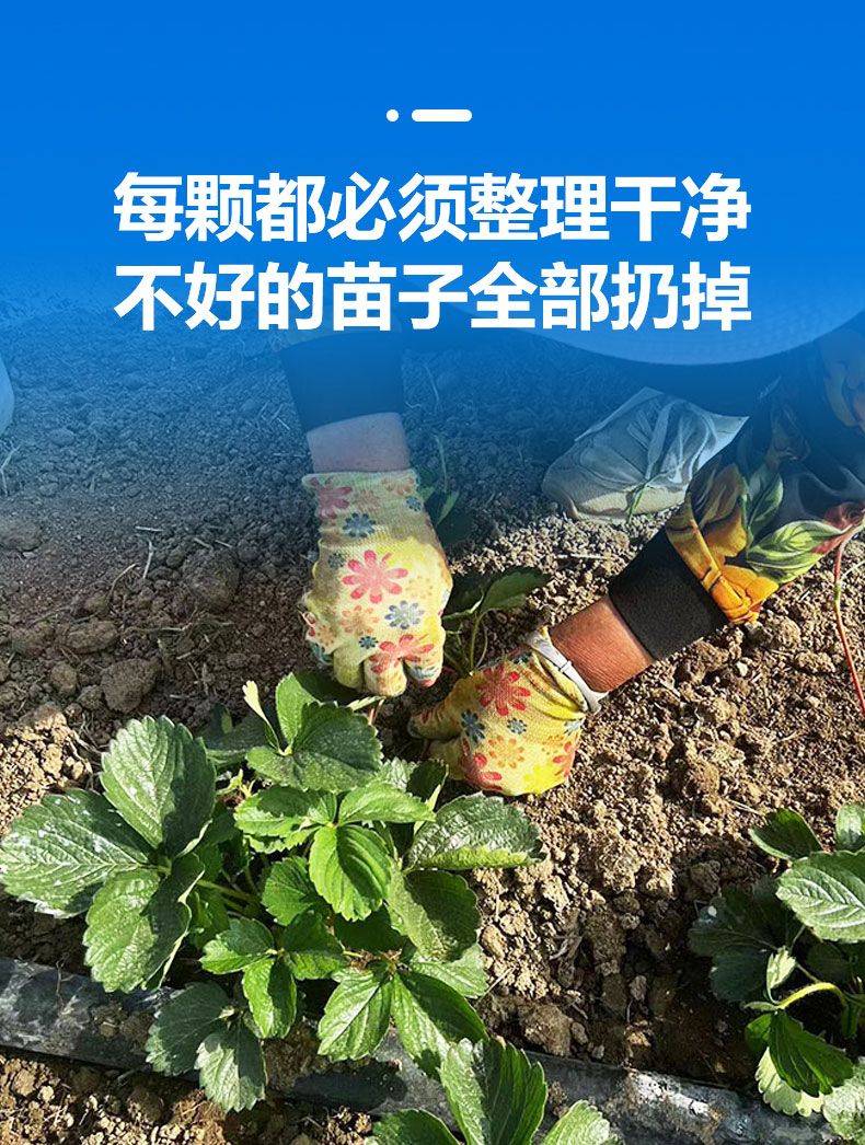 Snow White Strawberry Seedling Picking in Greenhouse Source Factory Roots Developed Lufeng