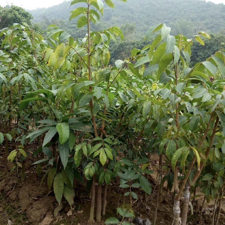 四川橄榄树苗种植区 批发橄榄树苗青橄榄苗