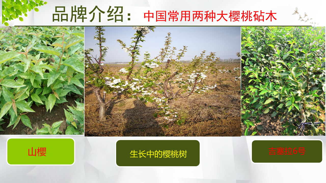 Dwarf Samitot Cherry Seedlings in Wangyun Agricultural Base Spot Lucky Star Fuchen Tamara Survives Well