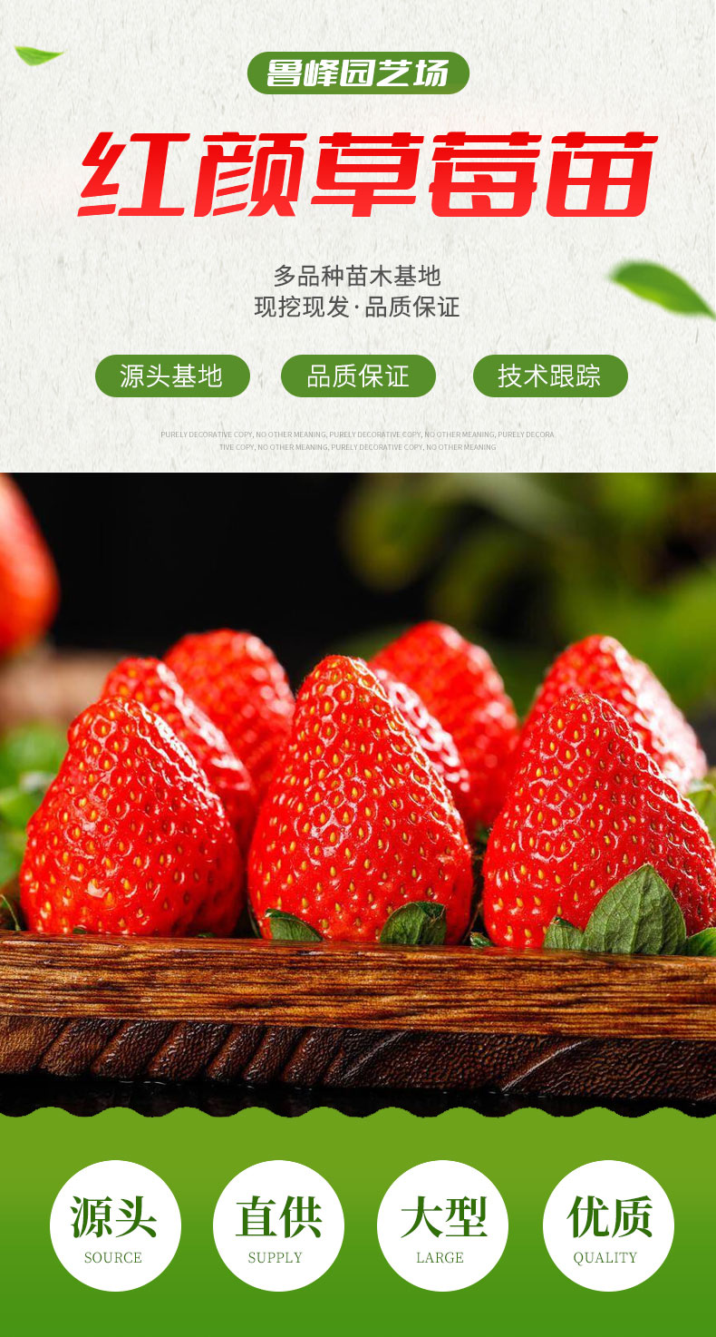 Sweet Charlie Strawberry Seedling Picking Base Cultivation and Utilization Strength Factory Flower Bud Differentiation Zaolufeng Horticulture