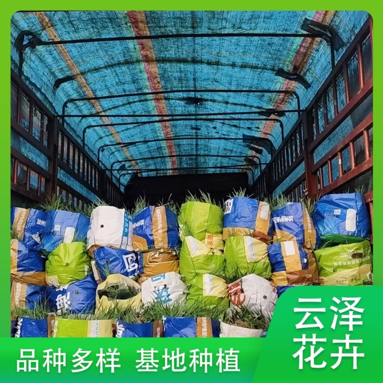 马蔺别名马兰花 白花护坡护土 庭院小区公园绿化栽植苗