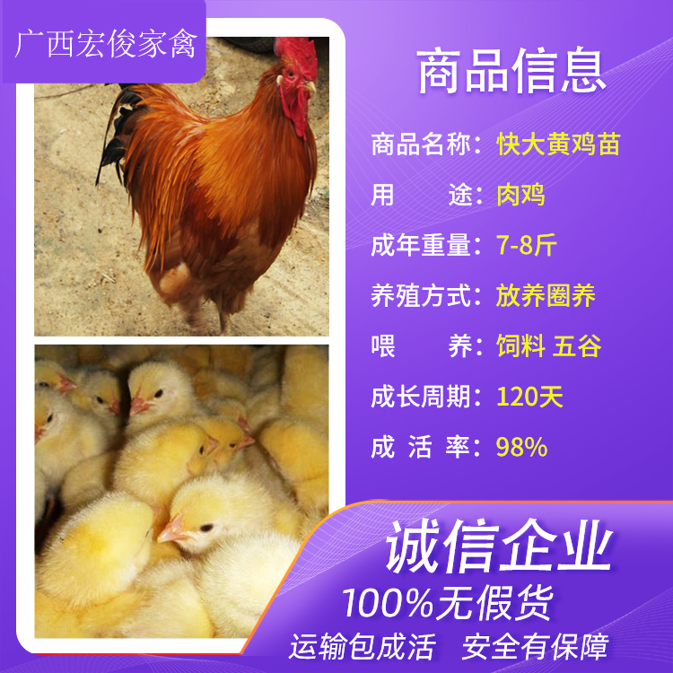 云南昭通黑瑶土鸡图片1斤左右鸡苗批发市场养鸡小妙招