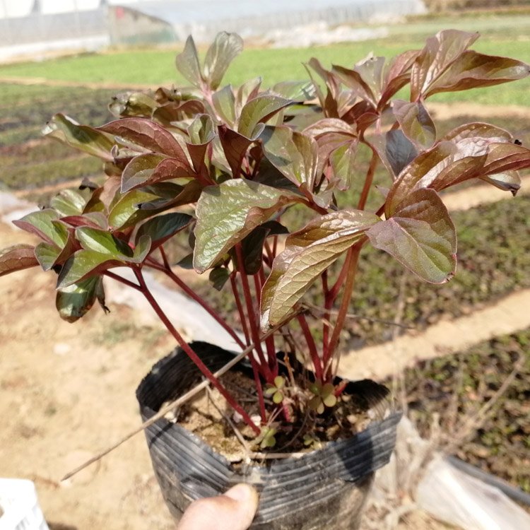 Potted ornamental peony green seedlings, single petal double petal flowers with thick and sturdy roots, and several cultivated and shipped from the base