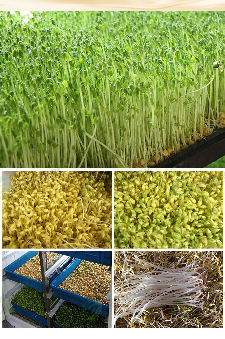 Household small yellow bean sprout machine, commercial bean sprout machine production line, manufacturer of soybean products, large equipment