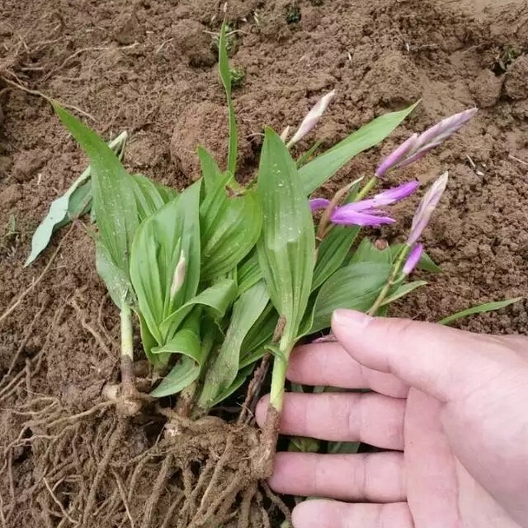 Direct supply of Shaoyang Bletilla seedlings from the production area for free management Planting technology Welcome to call for consultation