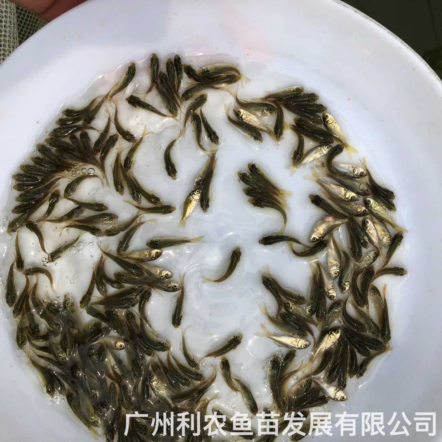 Wholesale of carp fry as a first-hand source of supply, growing rapidly in large breeding bases