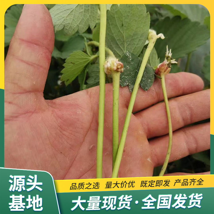 Cultivation of Fragrant Berry Strawberry Seedling Picking Base Using Source Manufacturer's Cultivation Technology in Lufeng Horticulture