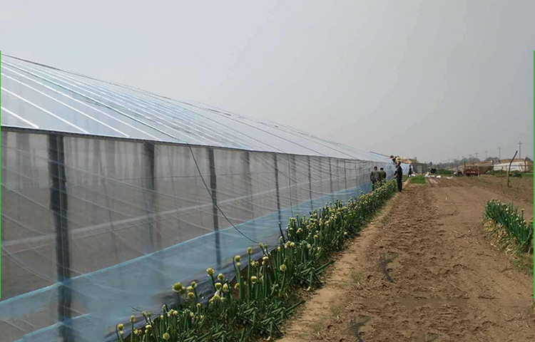 Shuaifeng Vegetable farming shed film PE plastic film grape shed film peanut film transparent plastic film factory wholesale