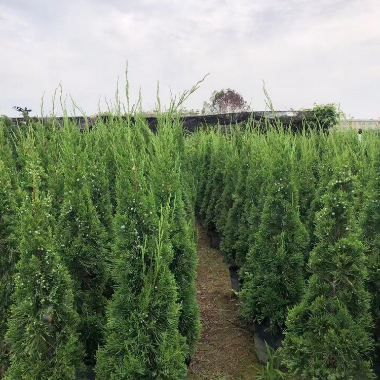 Baota Pine Seedling Wholesale in Growing region Baota Pine Seedling Wholesale Base