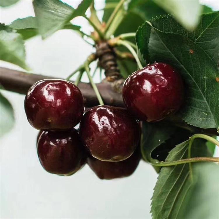 1 to 5 brilliant cherry seedlings with a height of one meter bear early and yield new seedlings with high yield