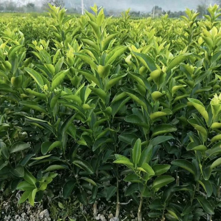 苗木合作社自营基地供应砂糖橘树苗 多年生根系发达 成活高规格齐全